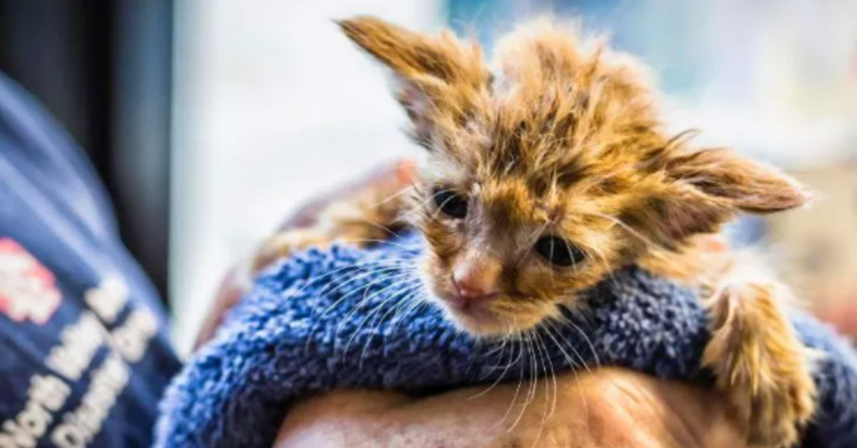 Baby Yoda, il gattino salvato da un incendio che sembra proprio il personaggio Disney