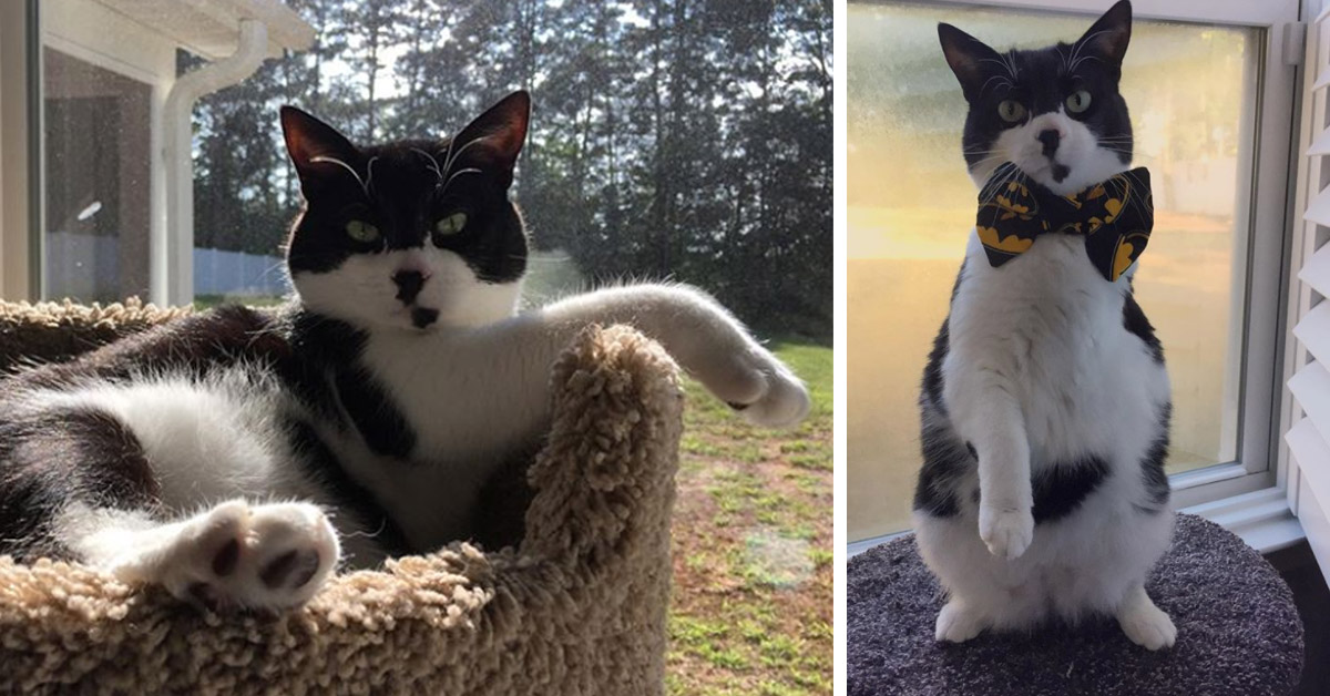 Batman, il gattino con tre zampe che vuole fare il supereroe (video)