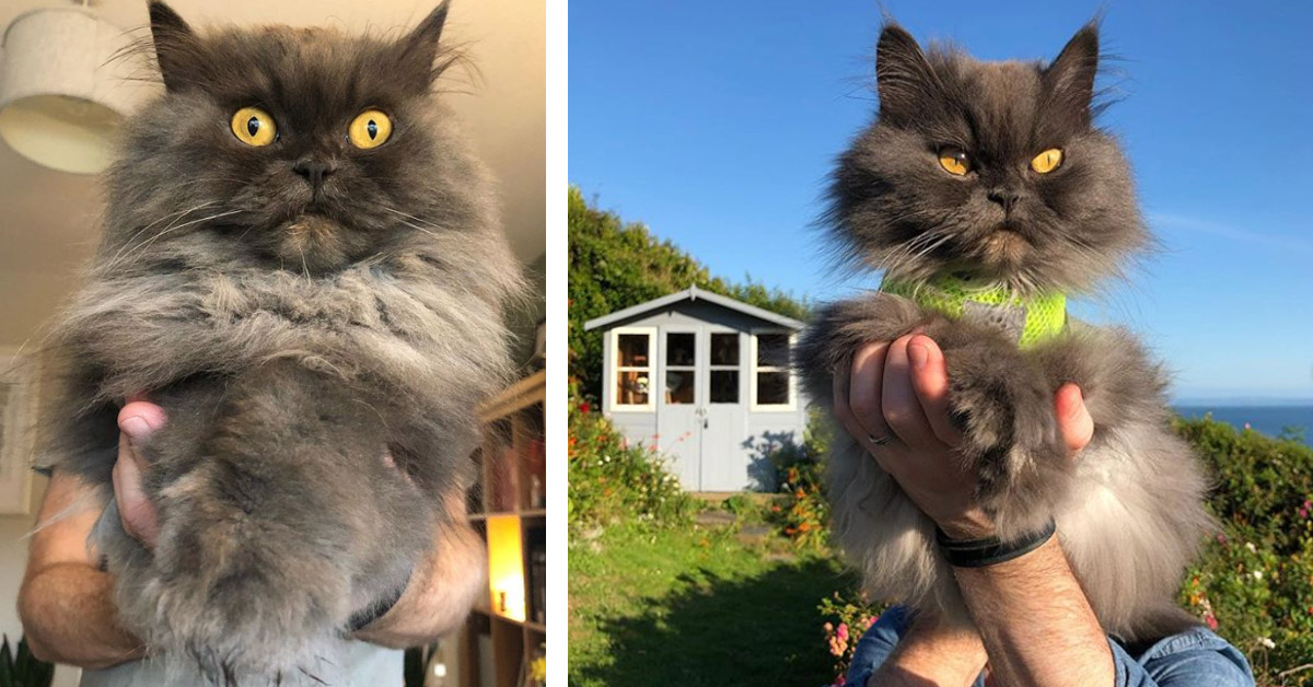 Bobbie, il gattino Persiano con gli occhi enormi che fa impazzire Instagram (video)