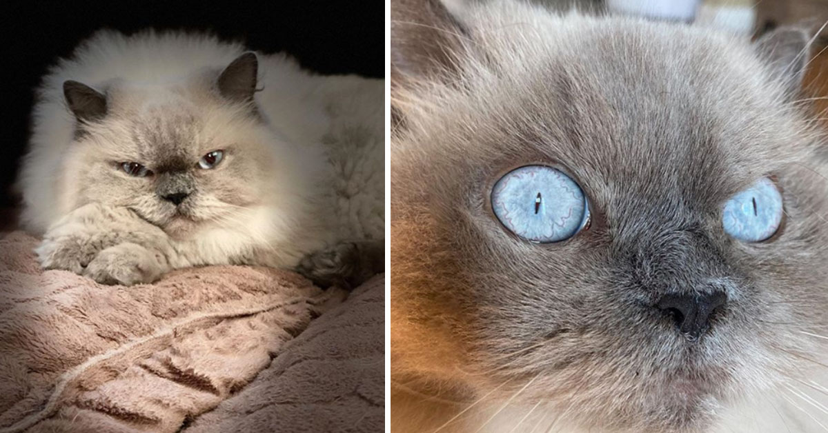Bonnie e Clyde, la coppia di gattini arrabbiati che fa impazzire Instagram (video)