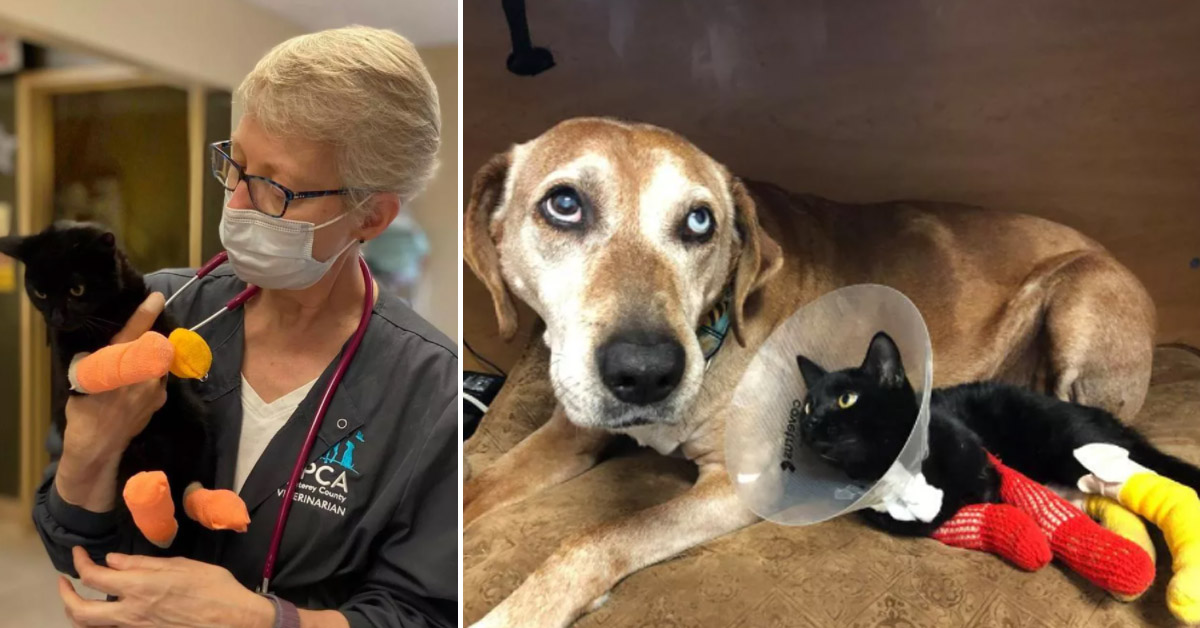Bubs, il gattino che è sopravvissuto agli incendi in California e ha ritrovato la sua famiglia