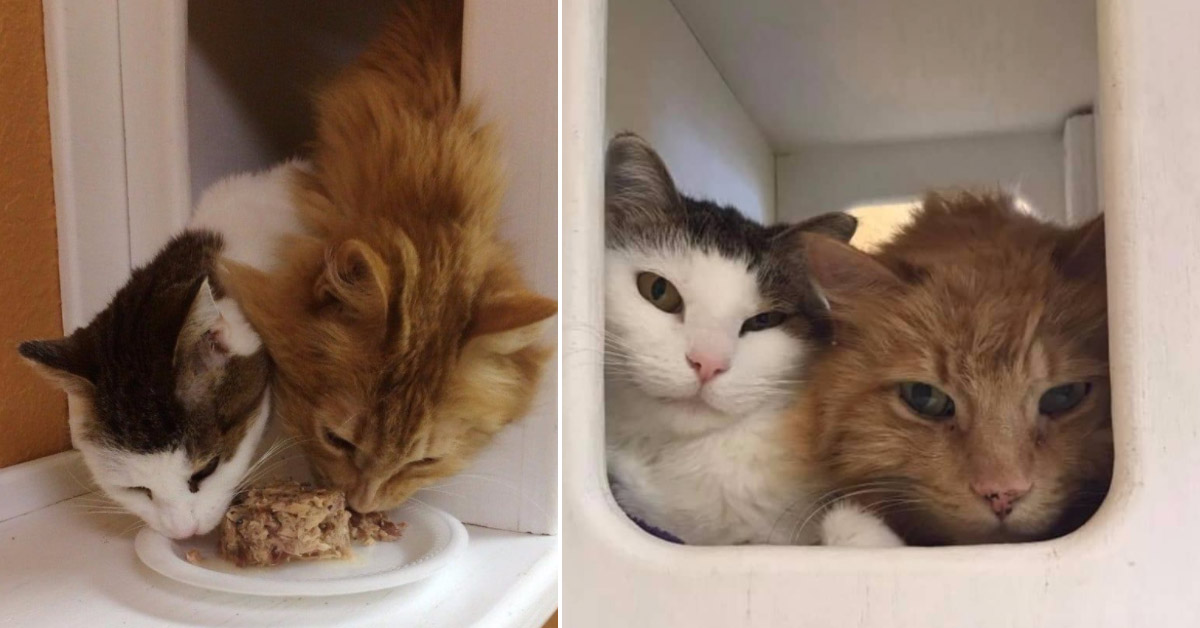 Bunny e Fox, i due gattini dal passato difficile che hanno ritrovato la felicità l’uno grazie all’altro