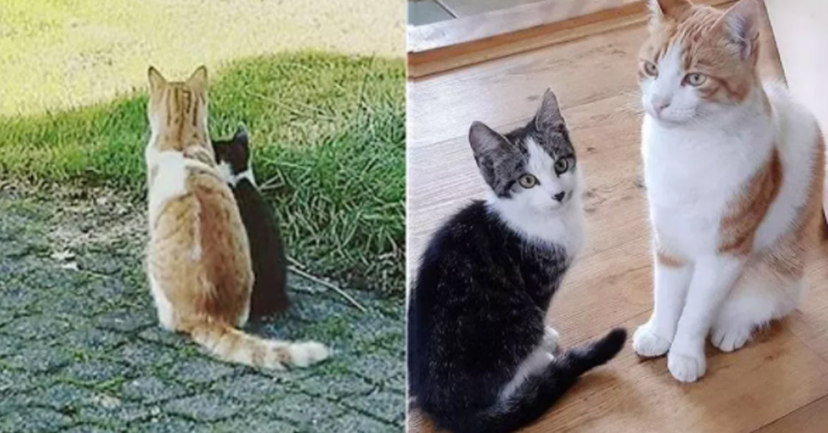 Charlie, il gattino randagio adottato grazie all’amicizia con un altro felino