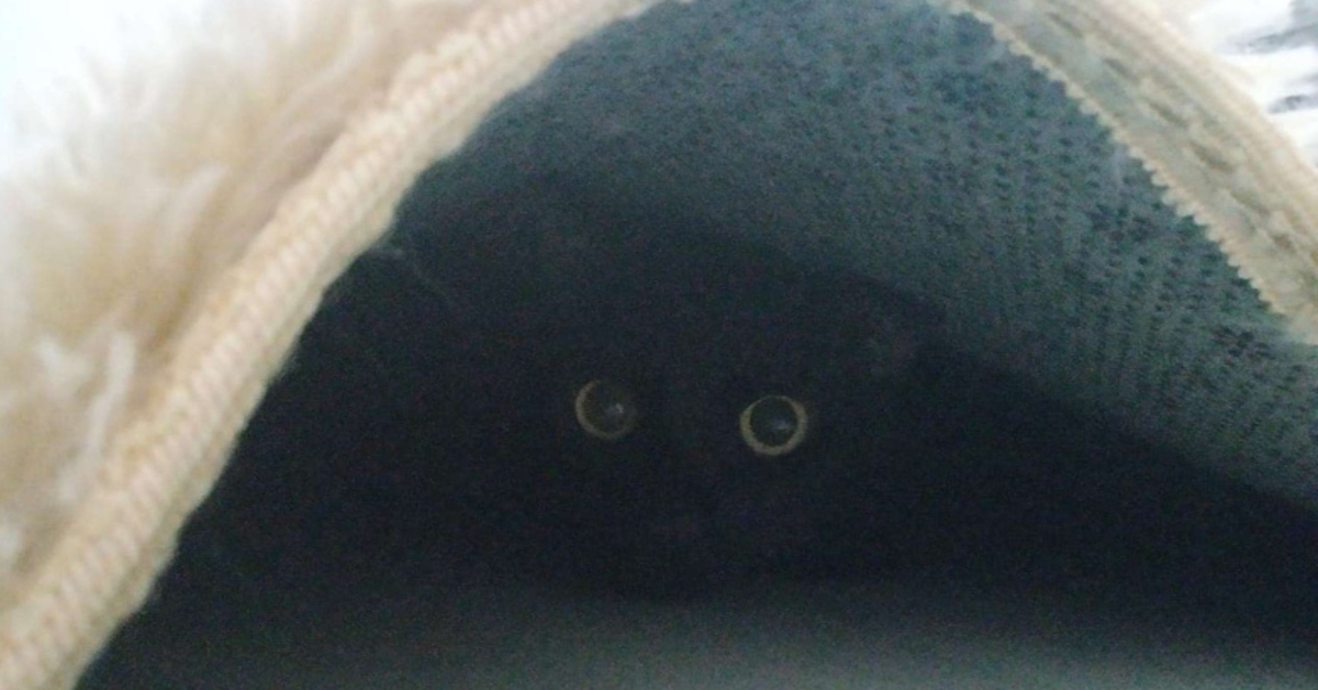 gattino nascosto