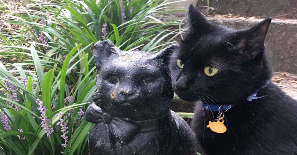 gattino gioca con una statua