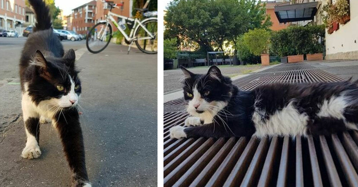 Ellis, il gattino che a Milano è diventato la mascotte di un quartiere