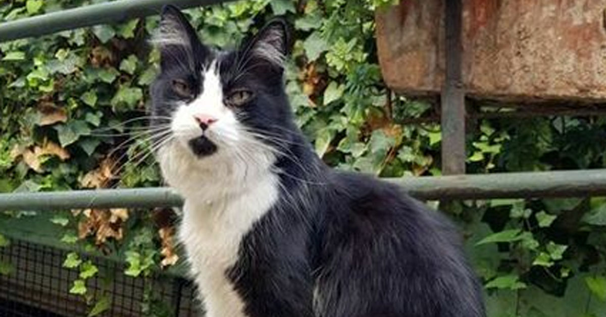 Gatto bianco e nero che osserva