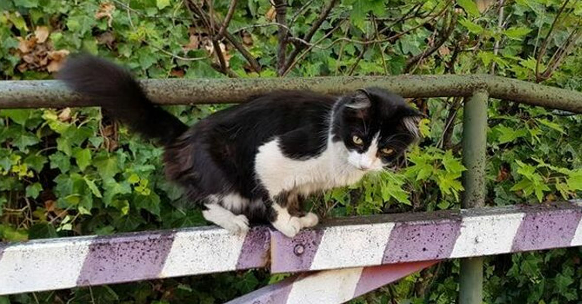 Gatto bianco e nero che osserva