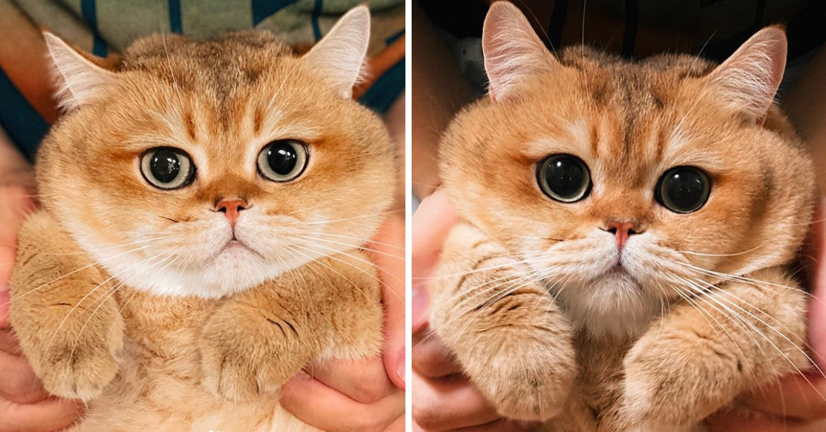 Elvis, il “gattino pacioccone” che fa impazzire Instagram (video)