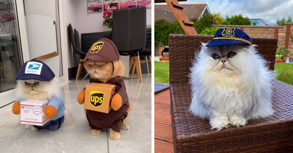 Eric e Ollie, i gattini che amano i travestimenti e che fanno impazzire Instagram (video)