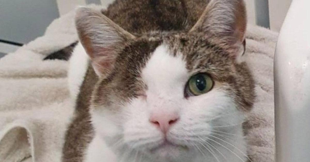 George, il gattino con un occhio solo che è finalmente felice grazie al suo angelo custode