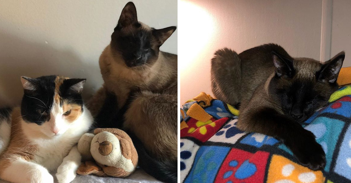 Hope, il gattino cieco che dopo il salvataggio ha avuto una trasformazione incredibile (video)