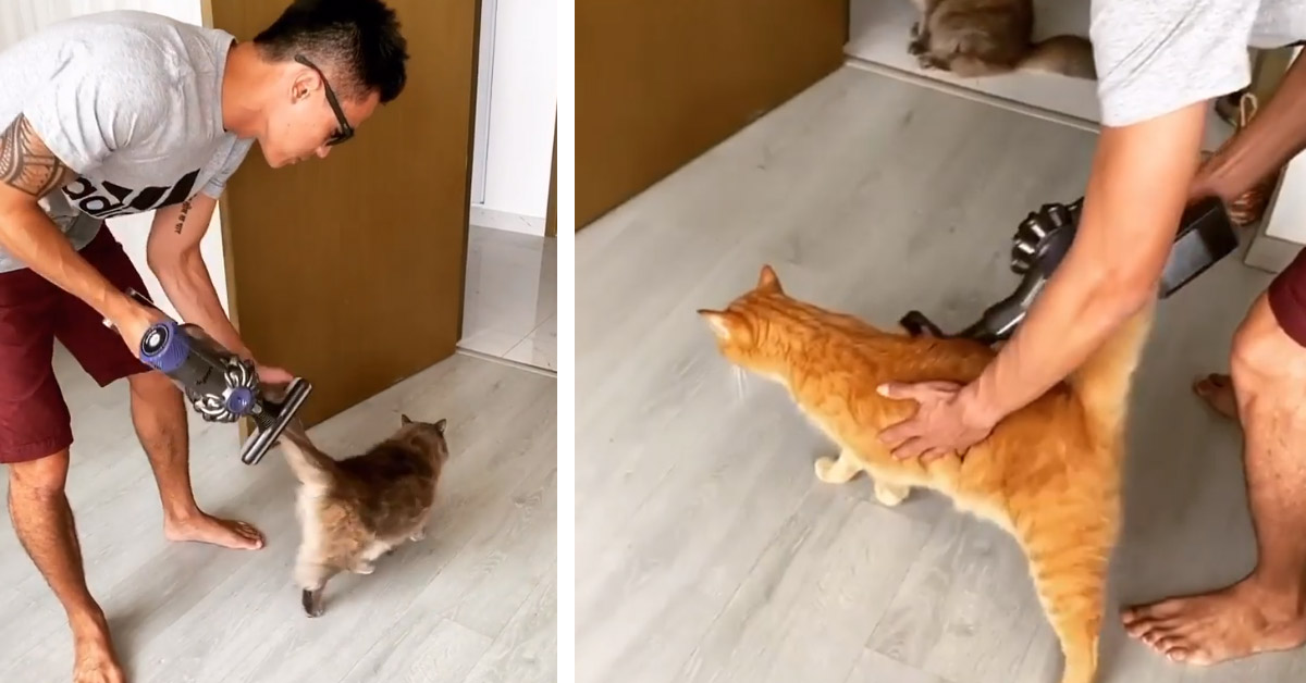 I gattini amano i massaggi dell’aspirapolvere e il video diventa virale