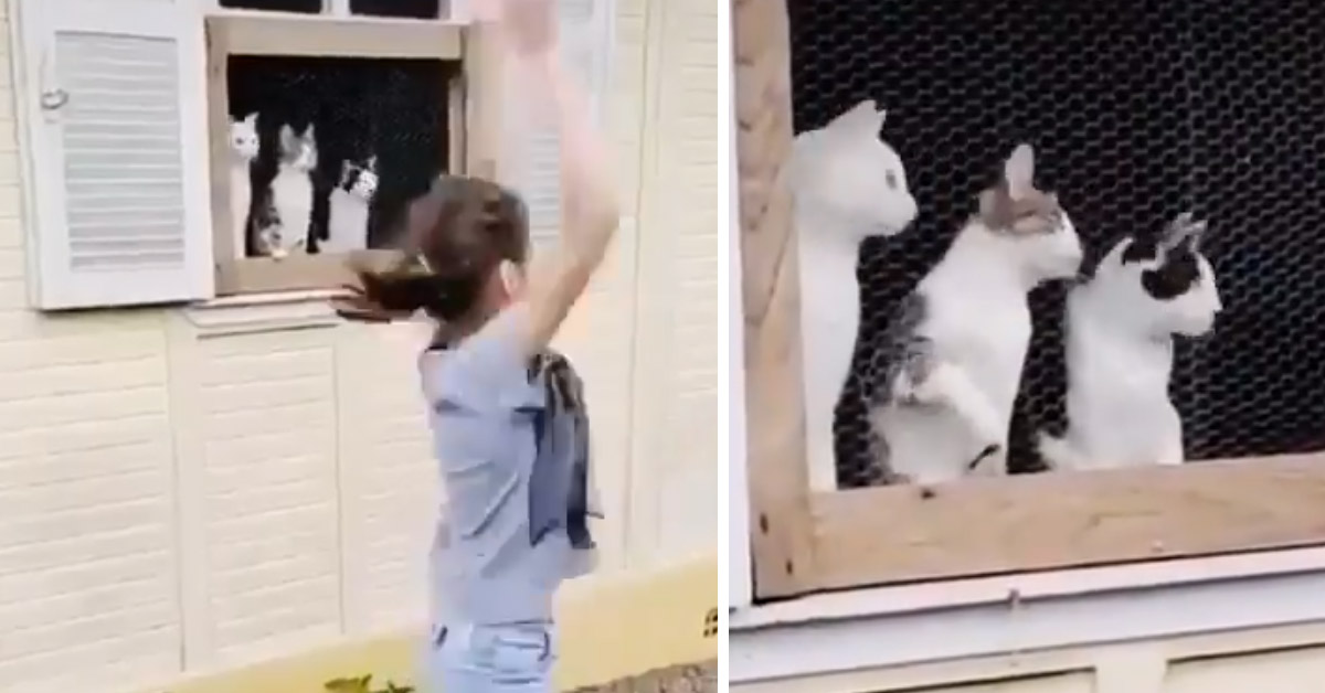 I gattini osservano la palla che rimbalza con un ritmo incredibile (video)