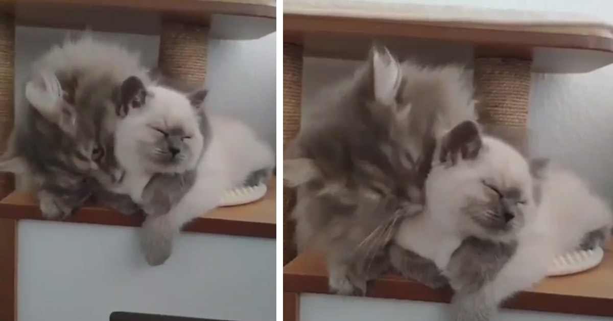 I gattini si abbracciano dolcemente e il video conquista il web