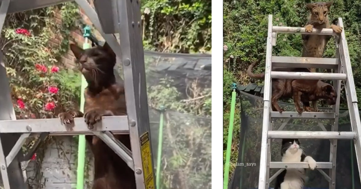 I gattini si arrampicano su uno scaleo e il video diventa virale