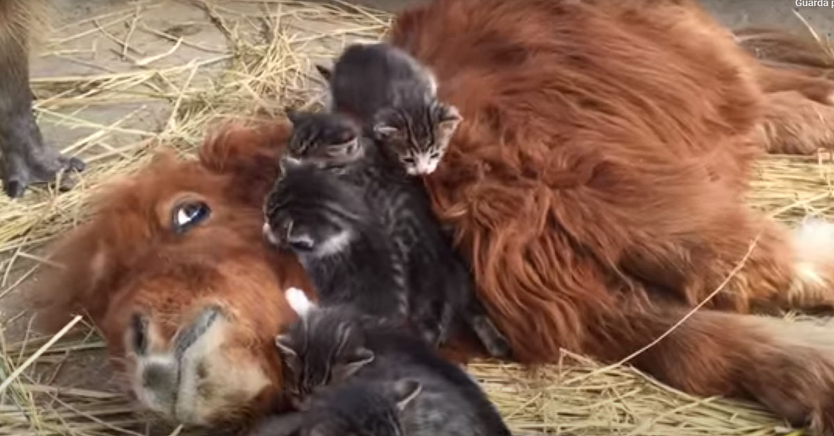 I gattini si lasciano coccolare da un pony e il loro momento di tenerezza conquista il web (video)