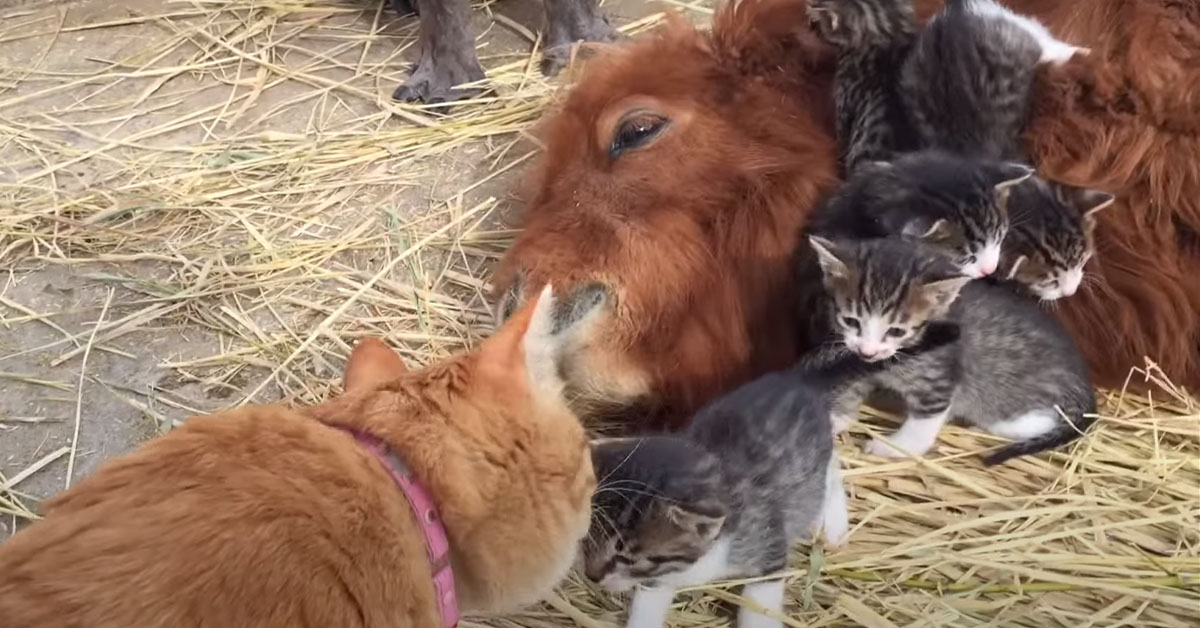 Gattini con un pony