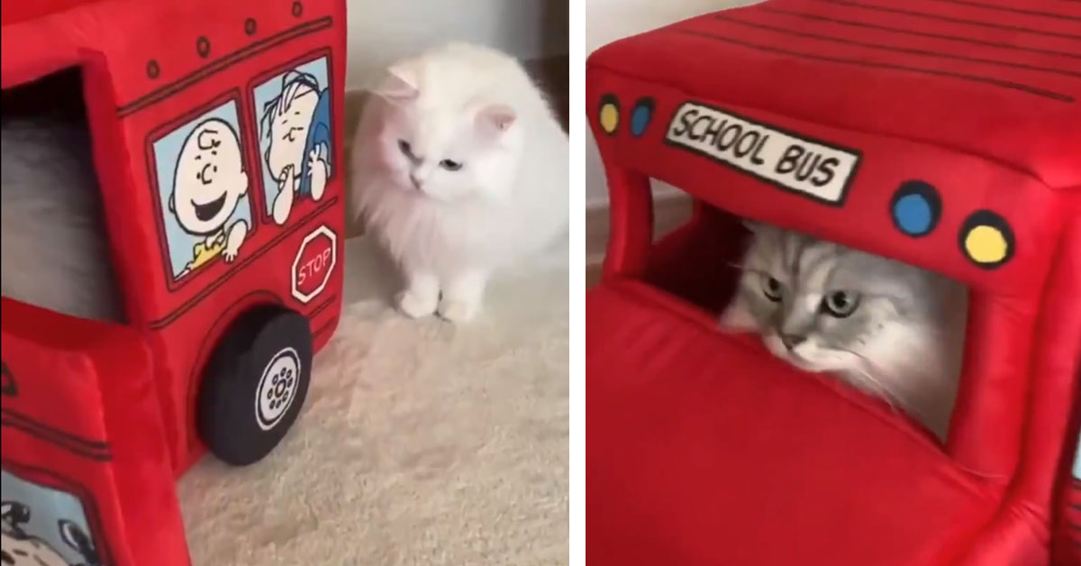 I gattini sono desiderosi di andare a scuola ed entrano in uno scuolabus (video)