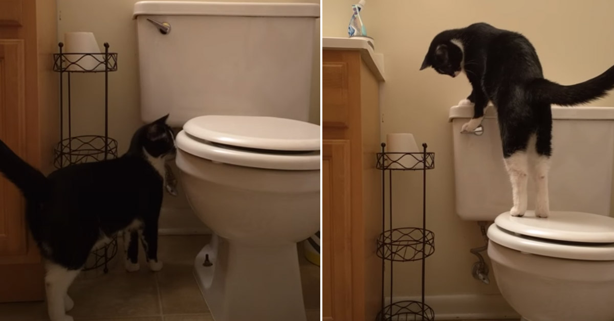Il gattino adora tirare lo sciacquone e il video diventa virale