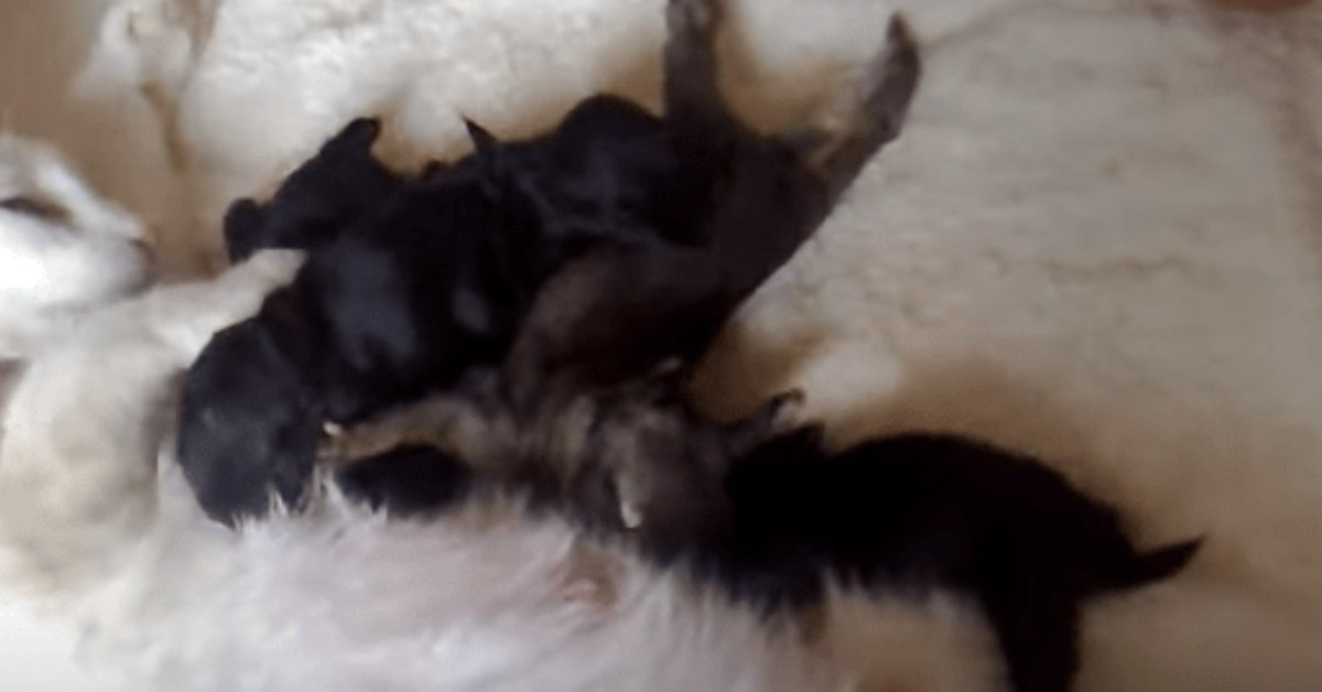 Il gattino adotta 5 coniglietti orfani e li allatta (video)