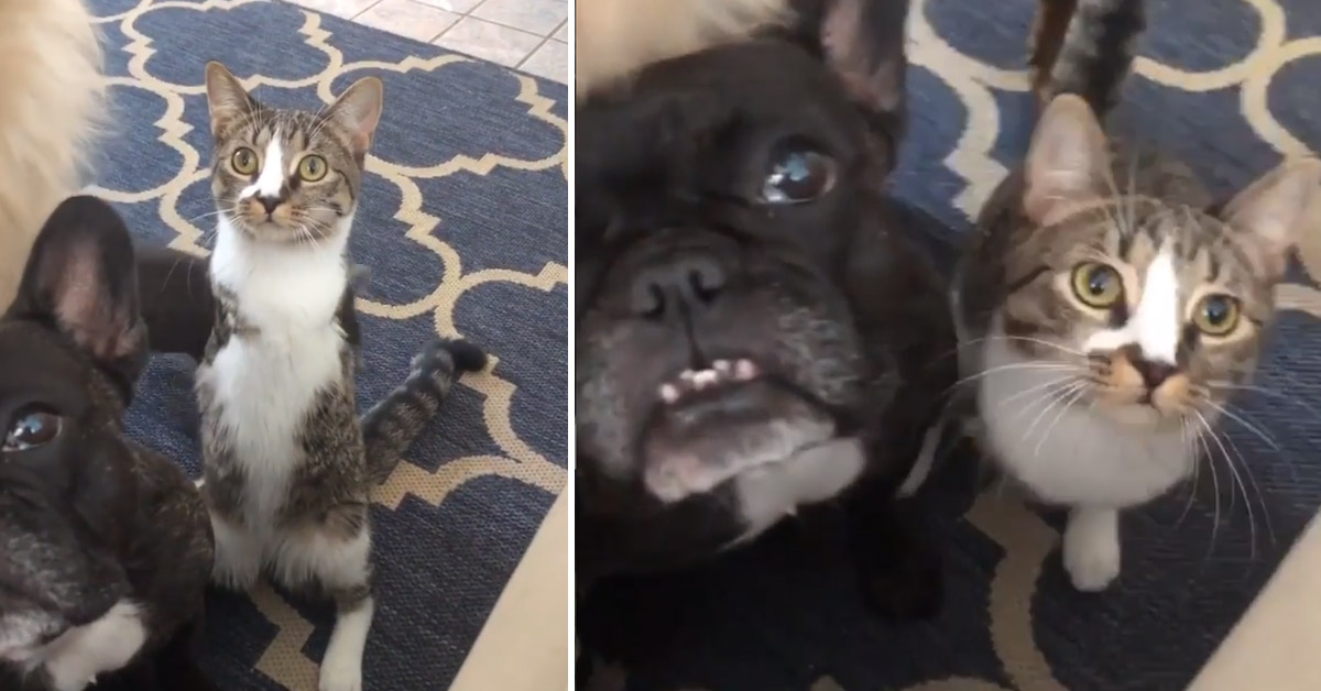 Il gattino aspetta il cibo insieme ai suoi amici cani e si comporta come loro (video)