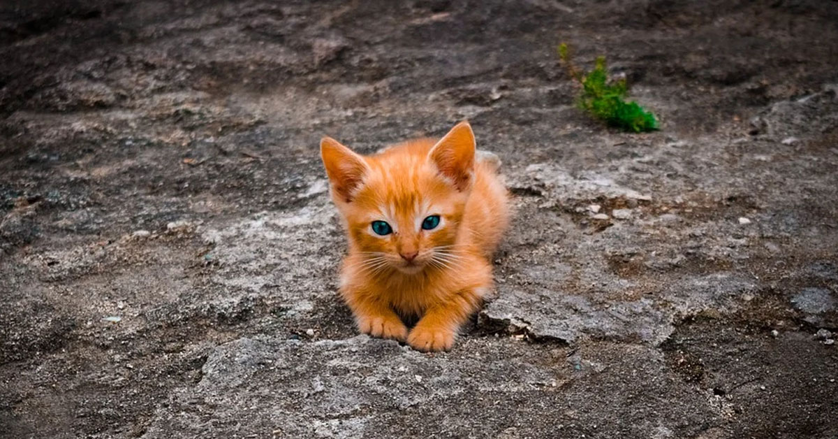 Gattino arancione che osserva