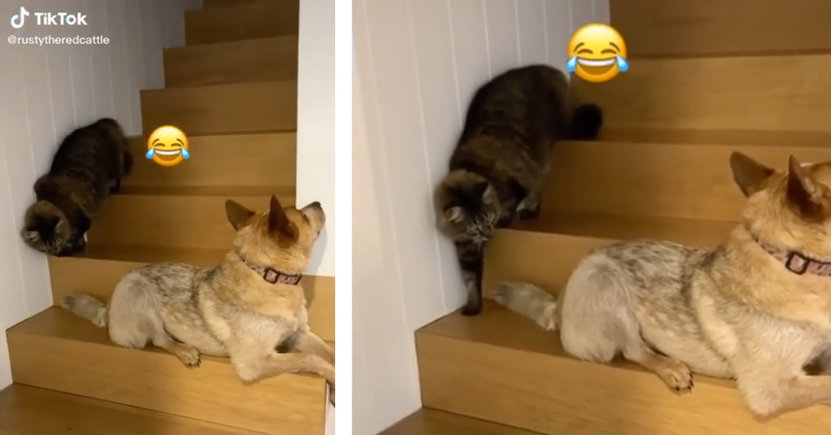 Il gattino cerca di passare vicino al cane senza farsi vedere (video)