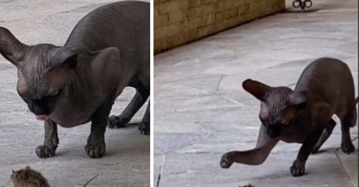 Il gattino di Totti scatena il panico in casa per colpa di un topolino