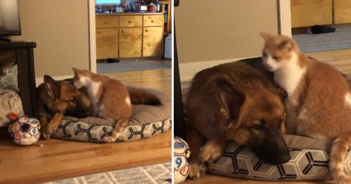 Il gattino e il Pastore Tedesco si fanno le coccole e il video conquista il web