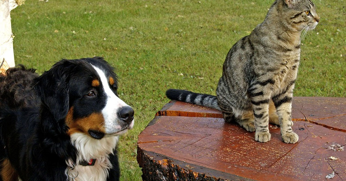 Gatto seduto su un tavolo insieme ad un cane