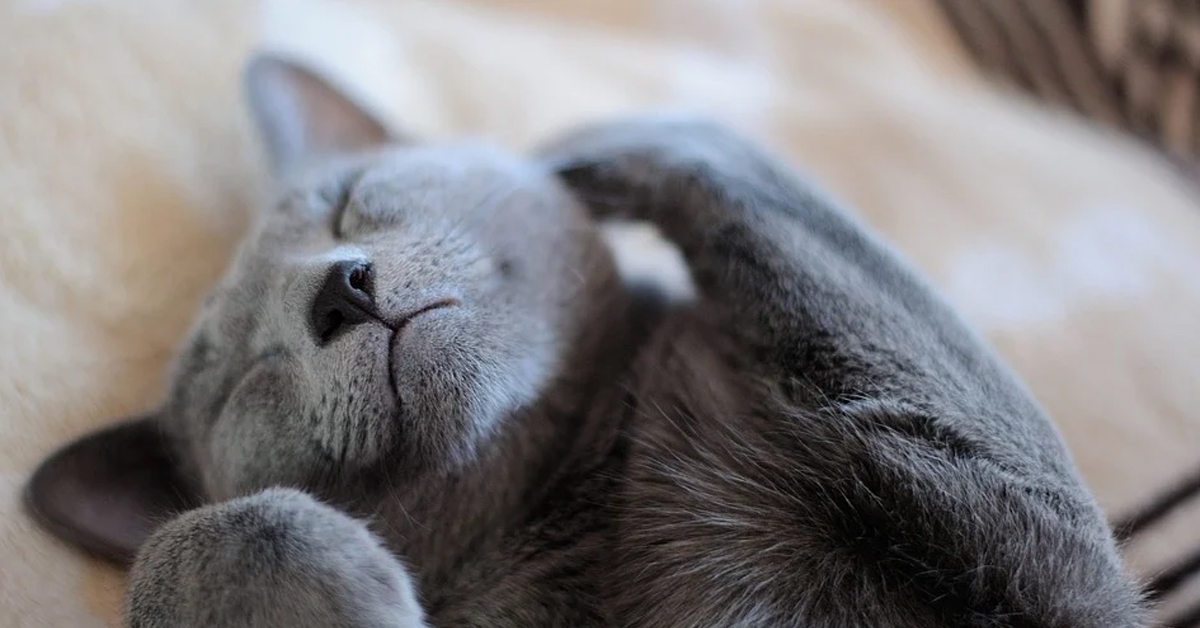 Gatto che dorme sdraiato sulla schiena