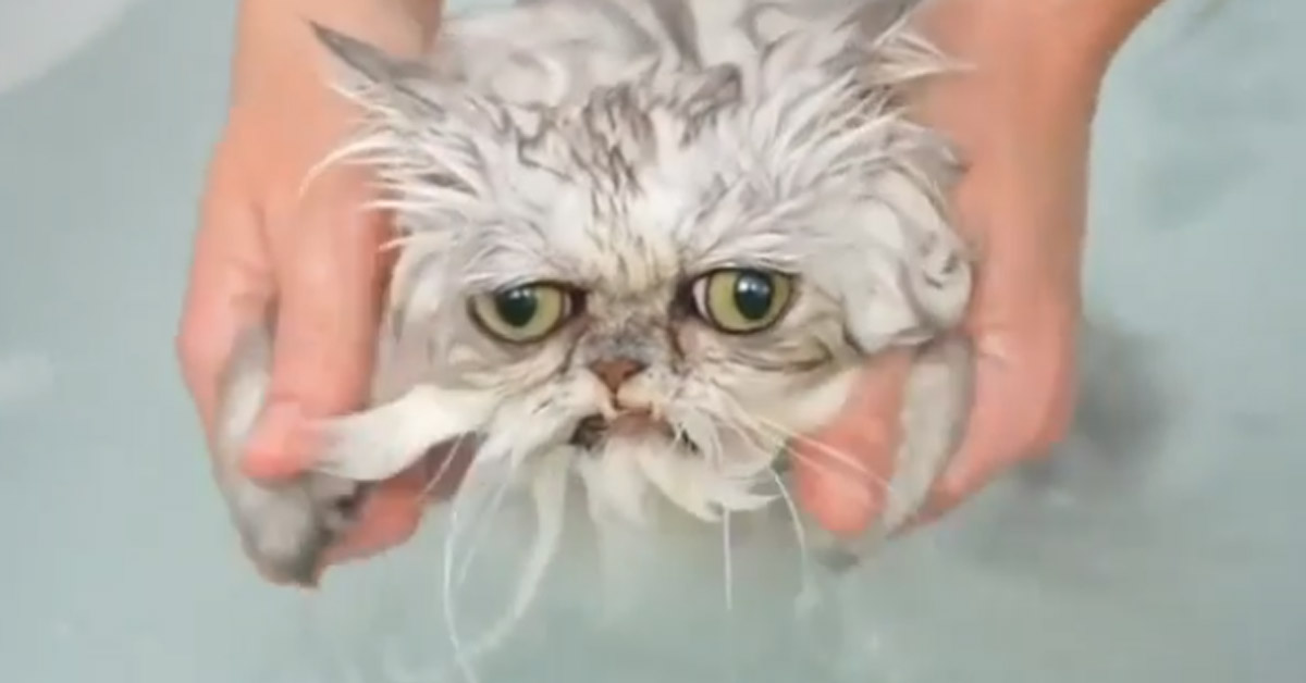 Il gattino fa il bagno, ma la sua espressione non lascia dubbi circa il suo stato d’animo (video)