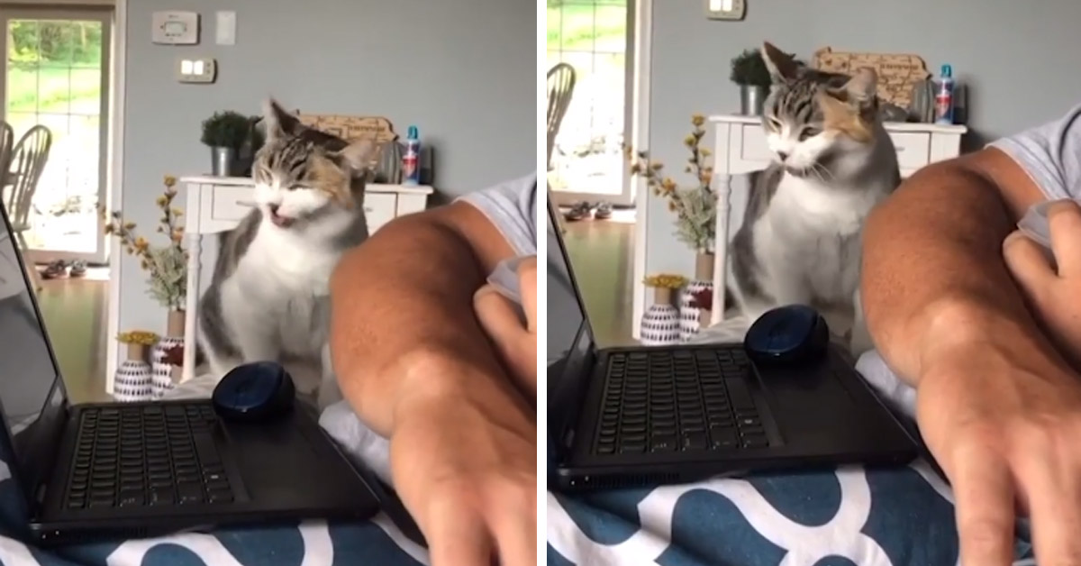 Il gattino fa una serie di starnuti a raffica e il video diventa virale