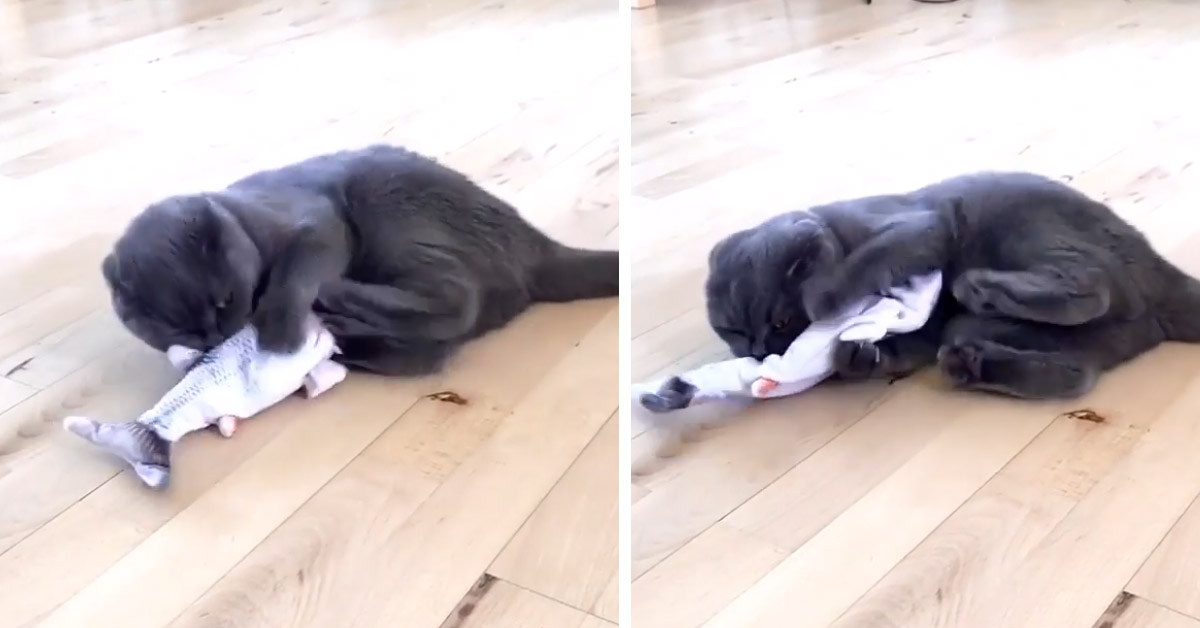 Il gattino gioca con un pesce finto e il video conquista il web