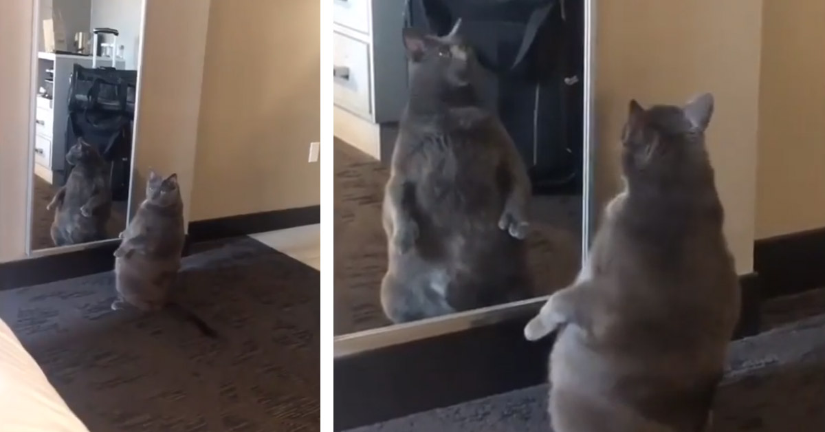 Il gattino grassottello si guarda allo specchio e il video fa il giro del web