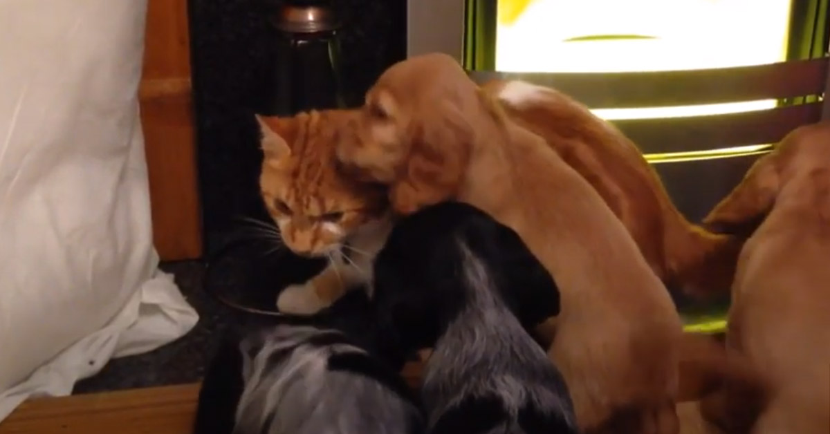Il gattino incontra per la prima volta 4 cuccioli di Cocker Spaniel (video)