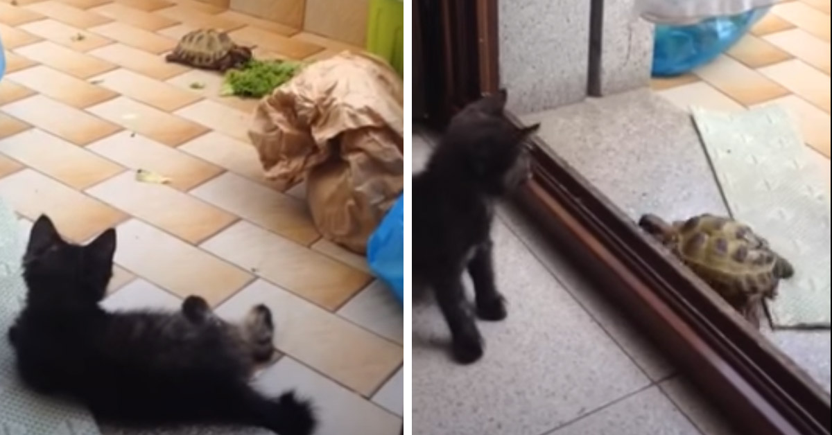 Il gattino incontra una tartaruga e vuole giocare con lei (video)