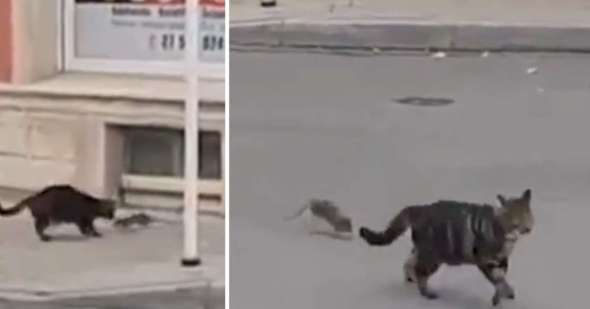 Il gattino insegue un topolino, con un finale tutto da ridere (video)