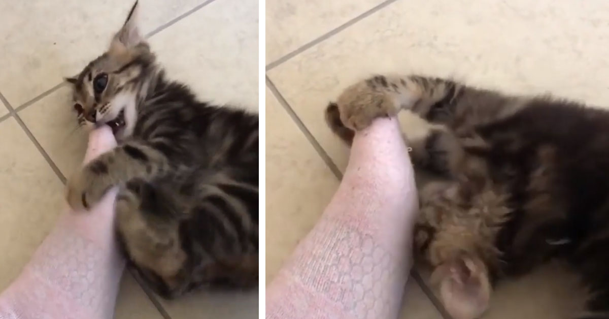 Il gattino litiga con il piede della proprietaria e il video diventa virale