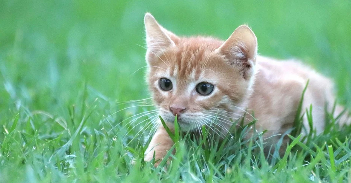 Gattino che gioca in un prato