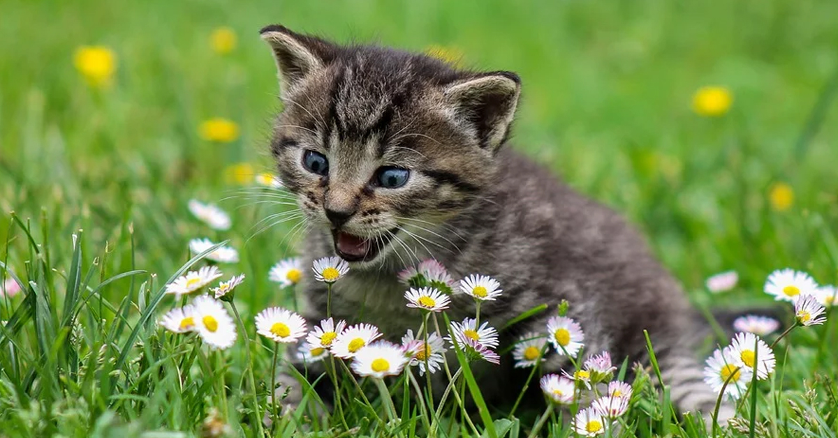 Gattino che gioca in un prato