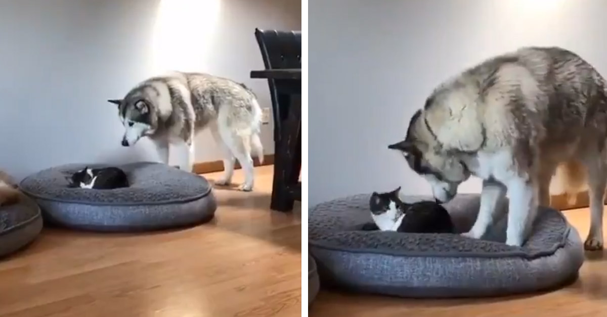 Il gattino minuscolo ruba la cuccia all’Husky e il video diventa virale