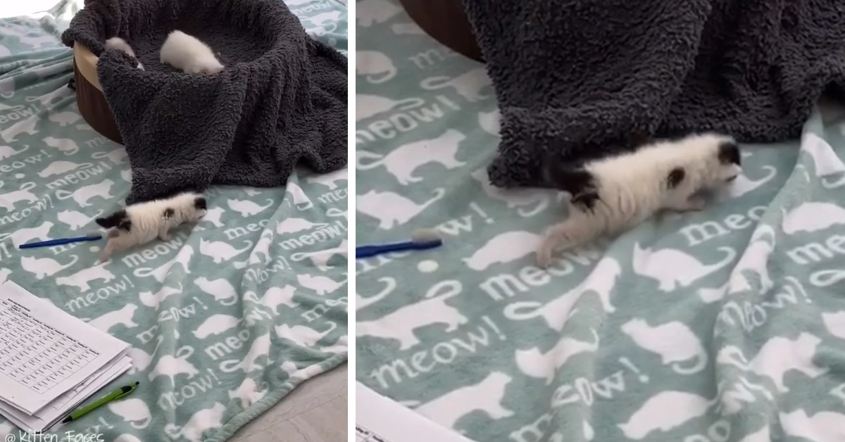 Il gattino muove i suoi primi passi e il video della sua “impresa” diventa virale