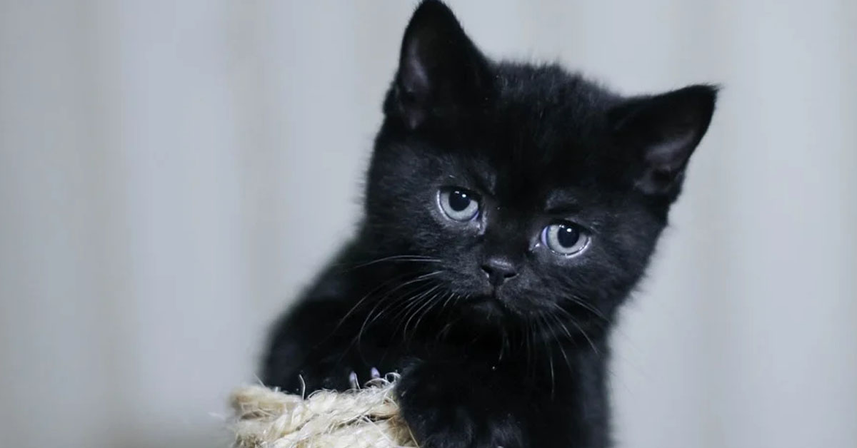 gattino nero che osserva