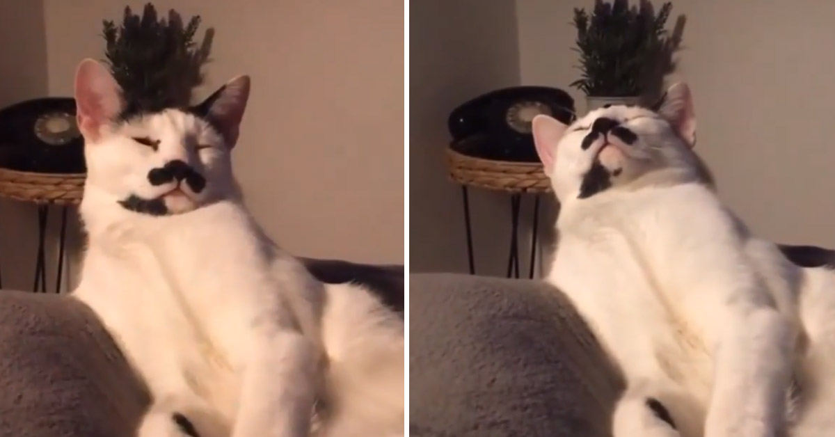 Il gattino non riesce a stare sveglio nonostante l’evidente impegno (video)