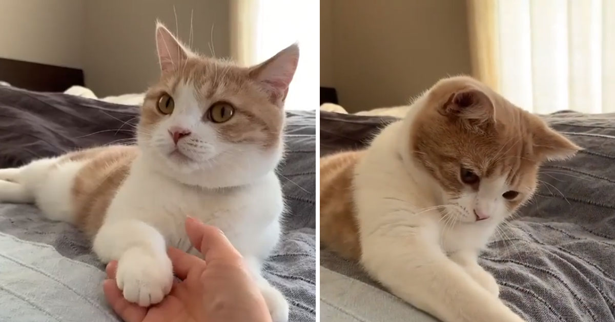 Il gattino non vuole lasciare la mano della proprietaria (video)