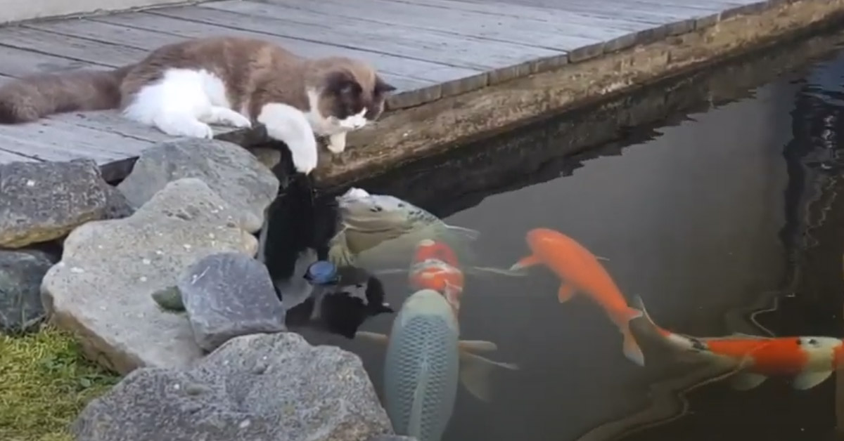 Il gattino osserva dei pesci in un lago e la sua reazione diventa virale (video)