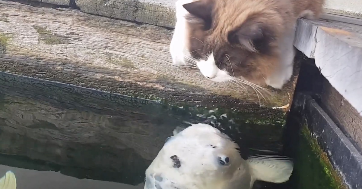 Gattino con dei pesci in un lago