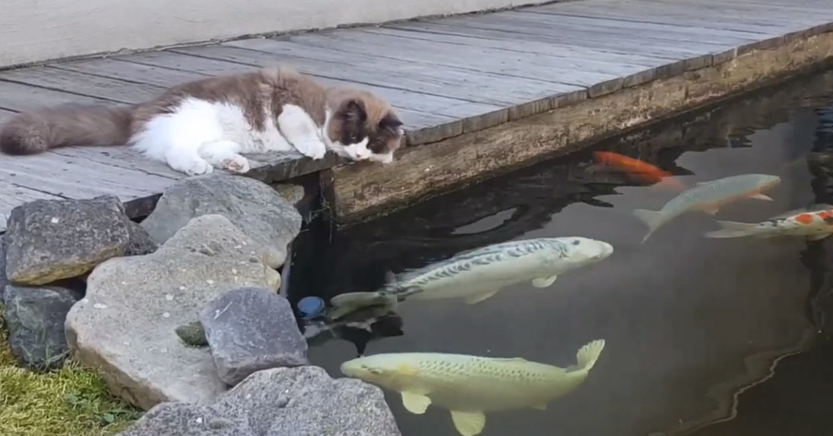 Gattino con dei pesci in un lago